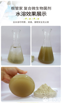 土傳病害的綠色克星 復合微生物菌劑與生物有機肥的創新研發與應用
