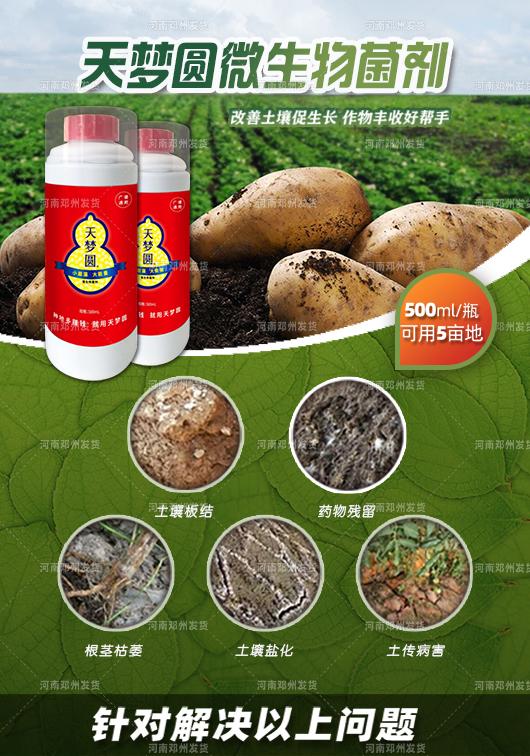 沃豐施敢當(dāng)與天夢圓 復(fù)合微生物菌劑護(hù)航大田果蔬的健康栽培